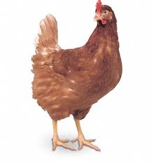 Hi-Line Brown Laying Hen - pre order for Mid May 2026