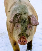 Whole Live Finished Pig (240lbs live weight)